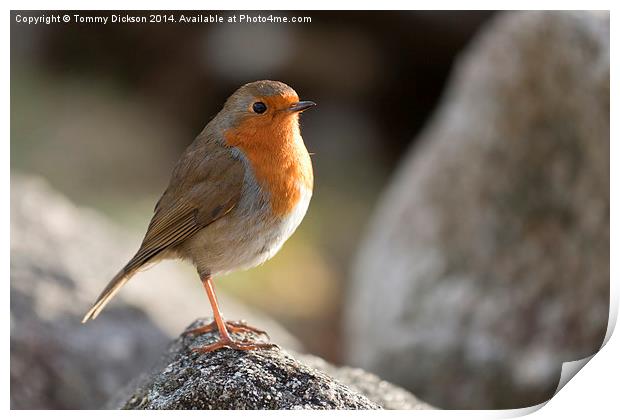 Robin Redbreast Print by Tommy Dickson