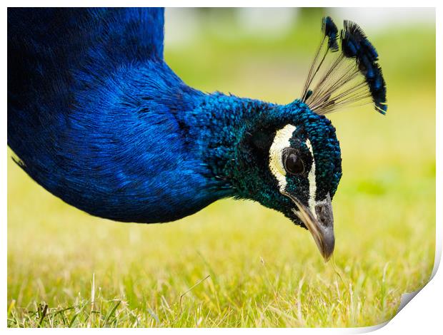 Peacock Portrait Print by Tommy Dickson