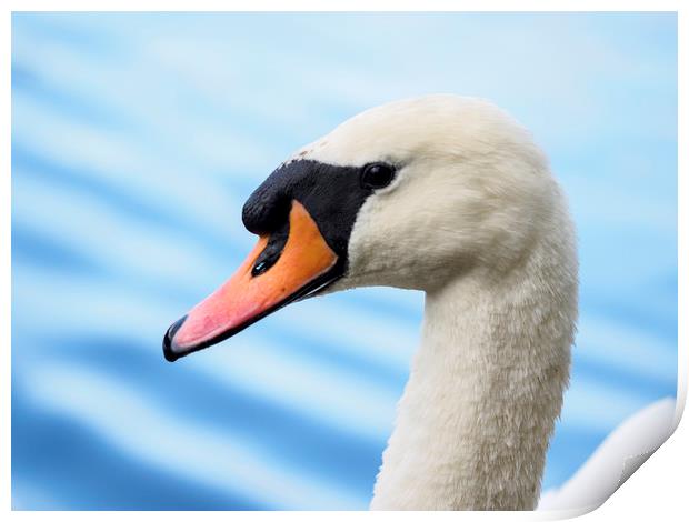portrait of a mute swan Print by Tommy Dickson
