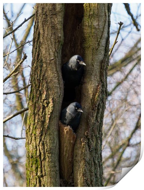 Roosting Jackdaws. Print by Tommy Dickson