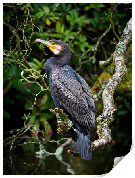 Cormorant perched on a branch. Print by Tommy Dickson