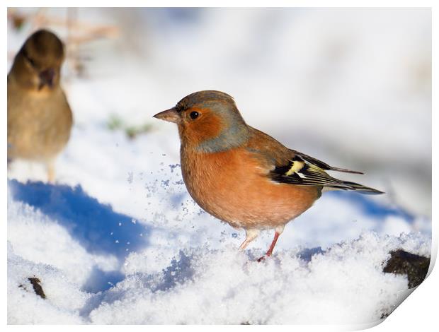 Chaffinch in the snow. Print by Tommy Dickson