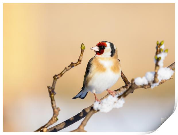 Goldfinch on a snowy winters day. Print by Tommy Dickson