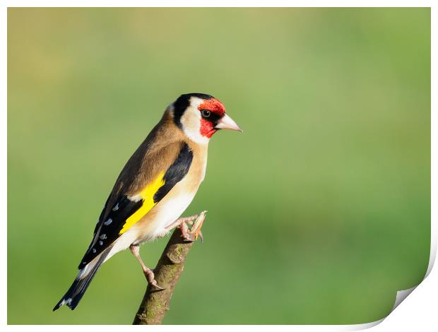Vibrant European Goldfinch Print by Tommy Dickson