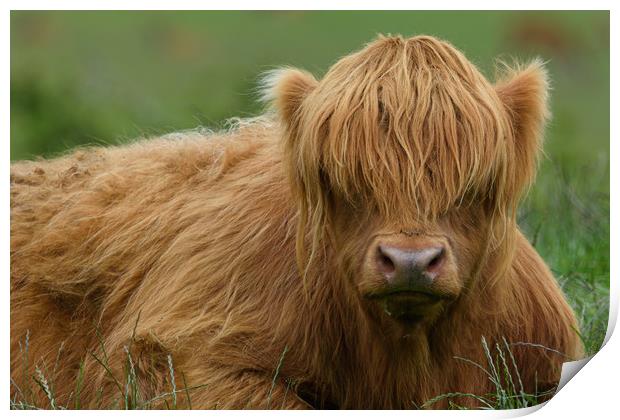 Highland Cow Print by Tommy Dickson