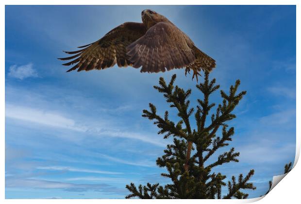 Buzzard taking flight. Print by Tommy Dickson