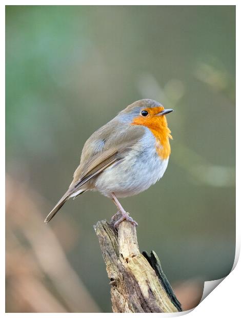 The Majestic Robin Print by Tommy Dickson