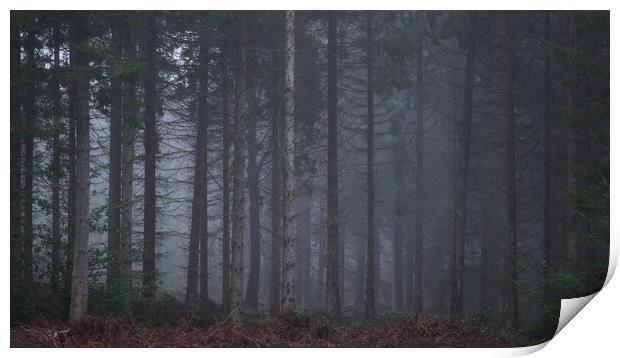 Misty Woodland scene, Falkirk, Scotland.  Print by Tommy Dickson
