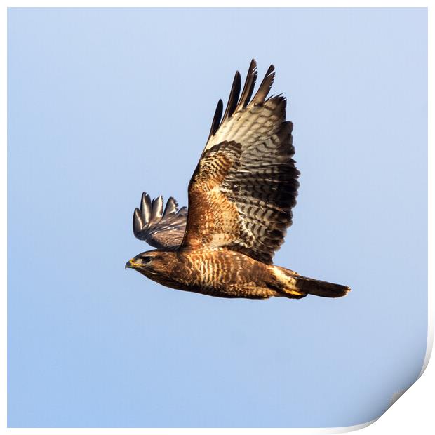 Common Buzzard in flight. Print by Tommy Dickson
