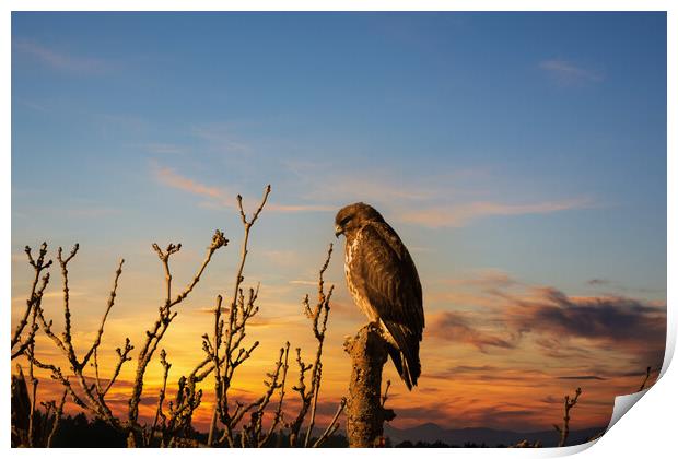 Majestic Hunter at Dusk Print by Tommy Dickson