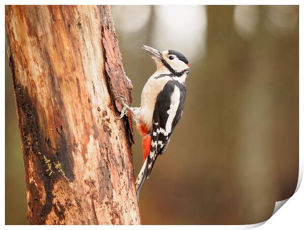 Great Spotted Woodpecker. Print by Tommy Dickson