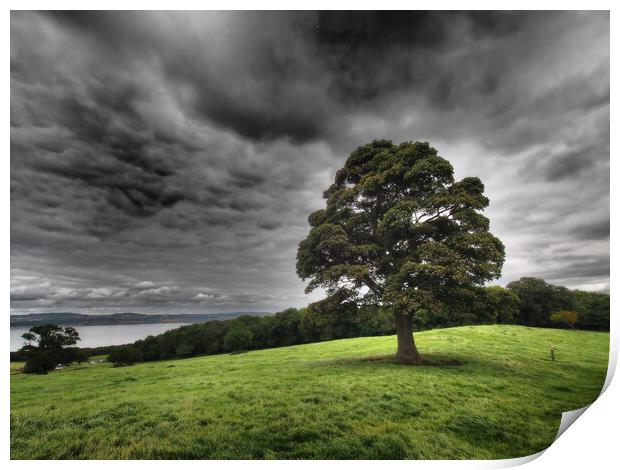 Solitary tree under stormy skies. Print by Tommy Dickson