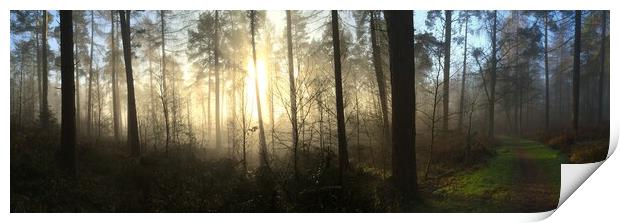 Misty Woodland Panorama Print by Tommy Dickson