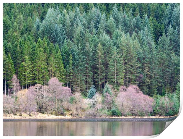 Lochside Forest. Print by Tommy Dickson