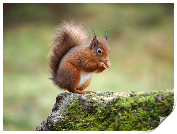 Red Squirrel Feeding. Print by Tommy Dickson