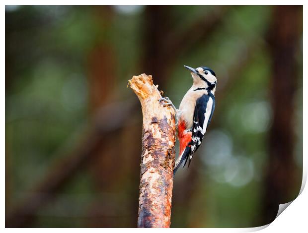 Great Spotted Woodpecker Print by Tommy Dickson