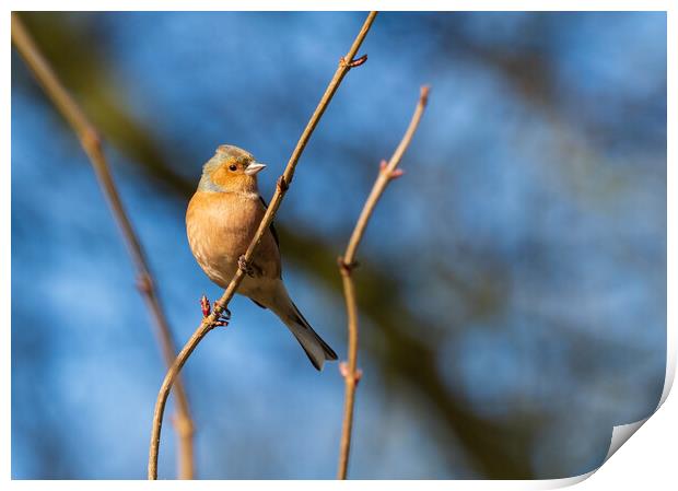 Common Chaffinch. Print by Tommy Dickson