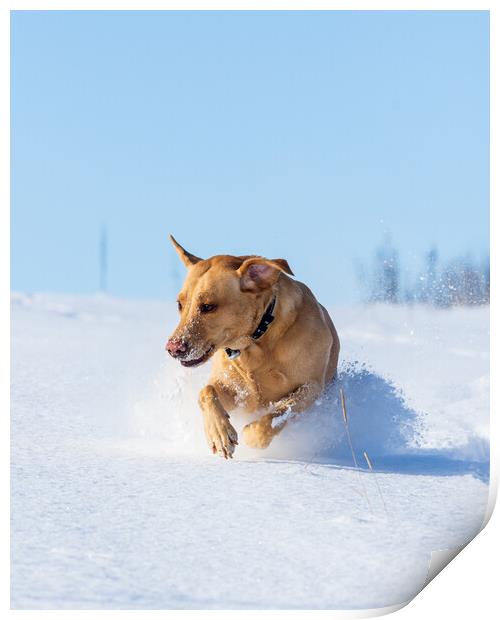 Joyful Labrador frolicking in winter wonderland Print by Tommy Dickson