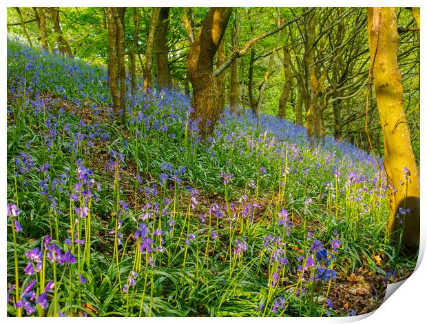Bluebell woods. Print by Tommy Dickson
