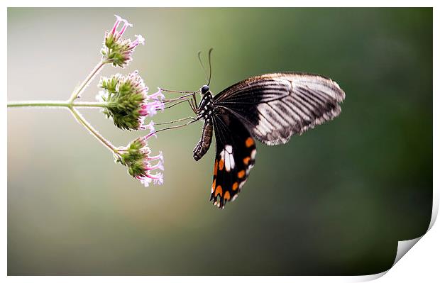 The Common Mormon Butterfly Print by Glenn Pollock