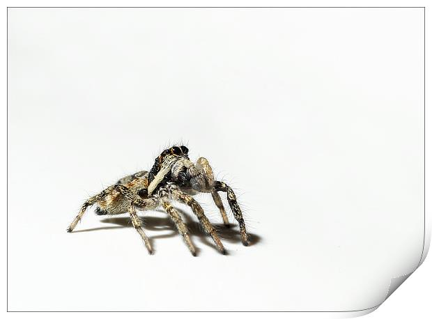 Begging spider Print by Vivienne Beck