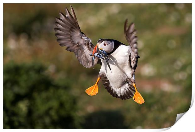 Puffin with Sand Eels Print by Mike Snelle