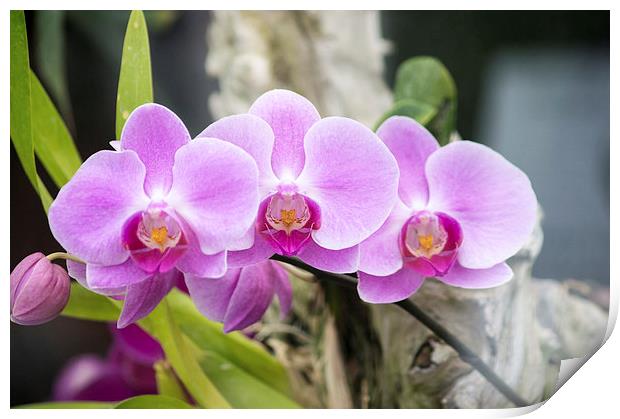 Pink Orchids Print by Darren Eves