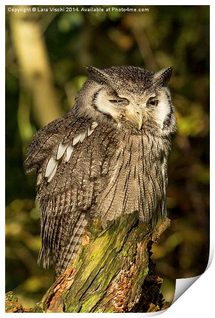 Southern White-faced Owl - Ptilopsis Granti #2 Print by Lara Vischi