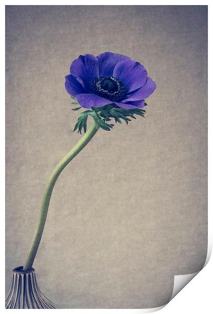 Blue Anemone Still Life Print by ann stevens