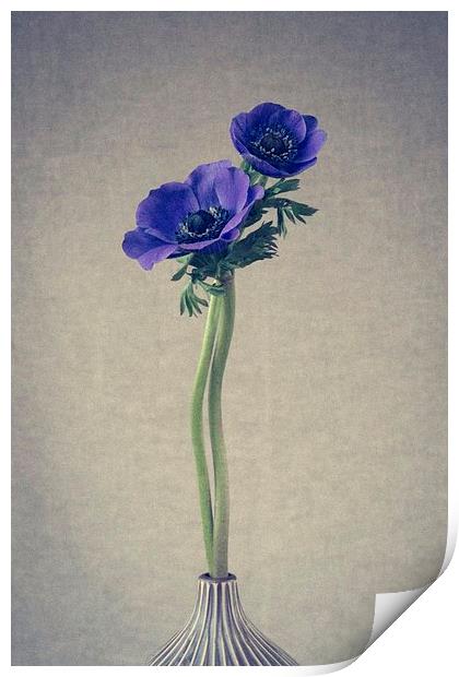 Blue Anemone Flowers, Still Life Print by ann stevens