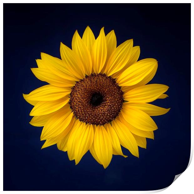 Sunflower on a Blue Background Print by ann stevens
