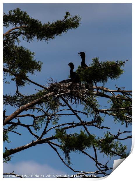 Vultures in a tree Print by Paul Nicholas