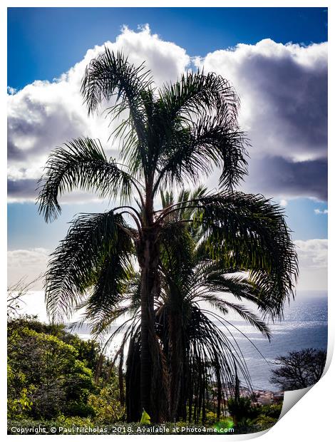 Madeira palm tree Print by Paul Nicholas