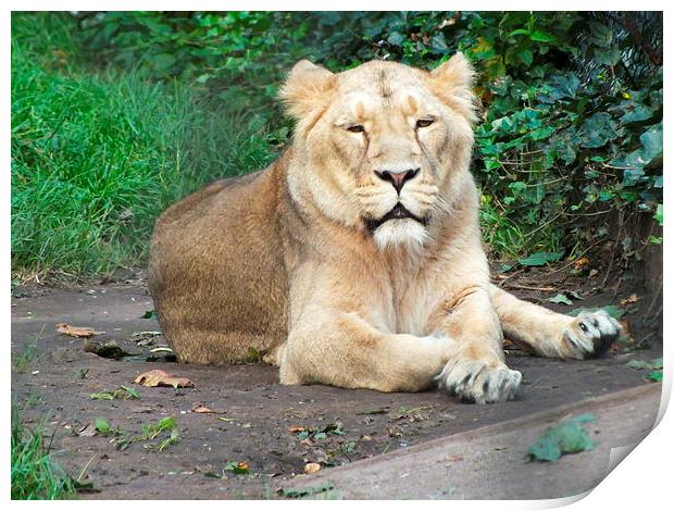 Lion relaxing. Print by Stephen Windsor