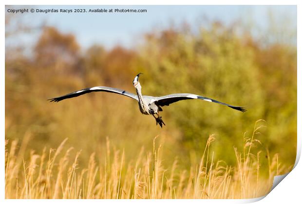 Grey heron landing to nest in the reeds Print by Daugirdas Racys