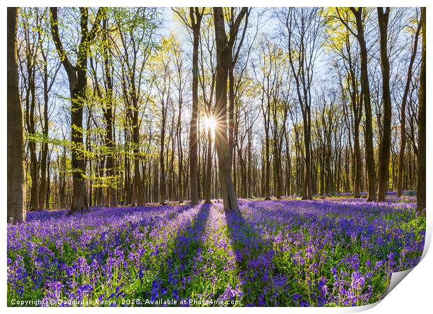 Bluebells and the sun Print by Daugirdas Racys