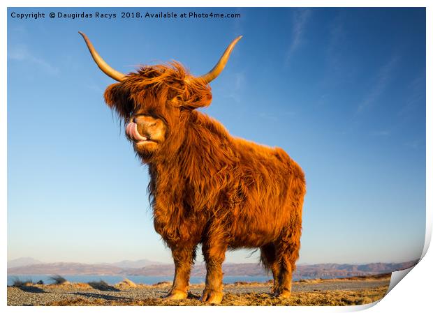 Scottish Highland Angus Cow Print by Daugirdas Racys