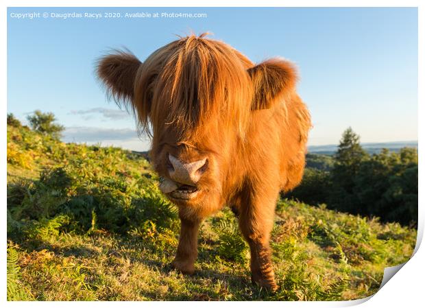 Highland Angus cow pulling a funny face Print by Daugirdas Racys