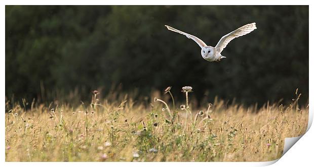 Barn owl in flight Print by Kenneth Dear