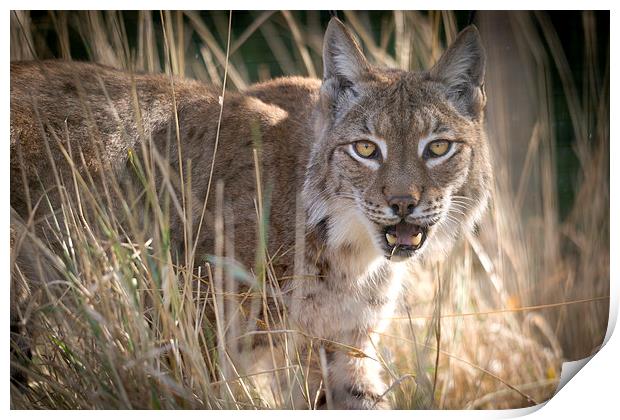 Eurasian Lynx Print by Kenneth Dear