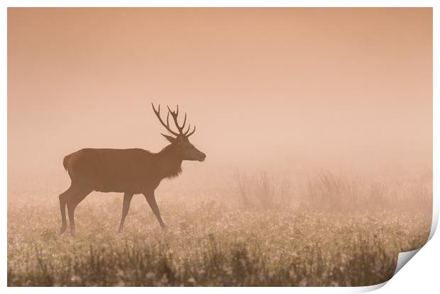 Deer at Dawn Print by Roz Greening