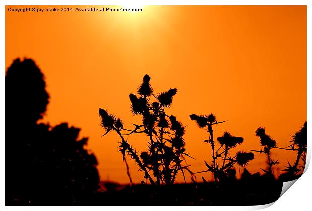 milk thistle at sunset Print by jay clarke