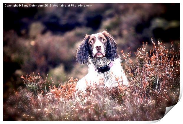 Spaniel in the heather Print by Terry Dutchburn