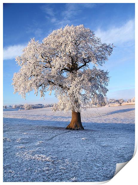 Frozen Winter Tree Print by James Meacock