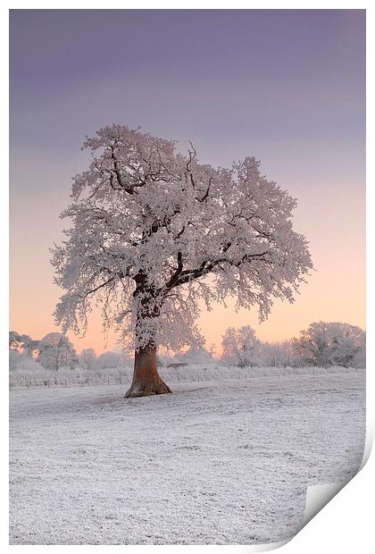 Frosty Tree Sunrise Print by James Meacock
