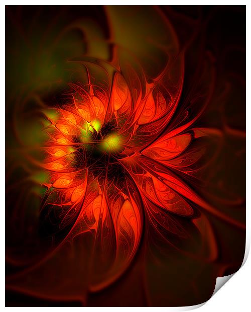 Flame Lily Print by Amanda Moore
