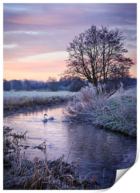 Swans on the Tas Print by Mike French