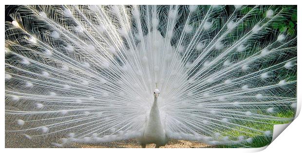 White Peacock Print by Karen Broome