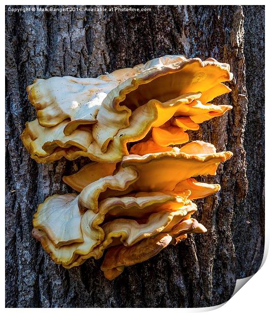 Giant Fungus Print by Mark Bangert