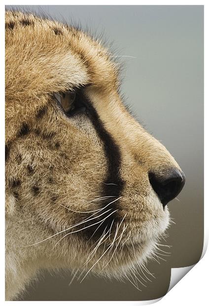 Cheetah profile Print by Mike Gorton